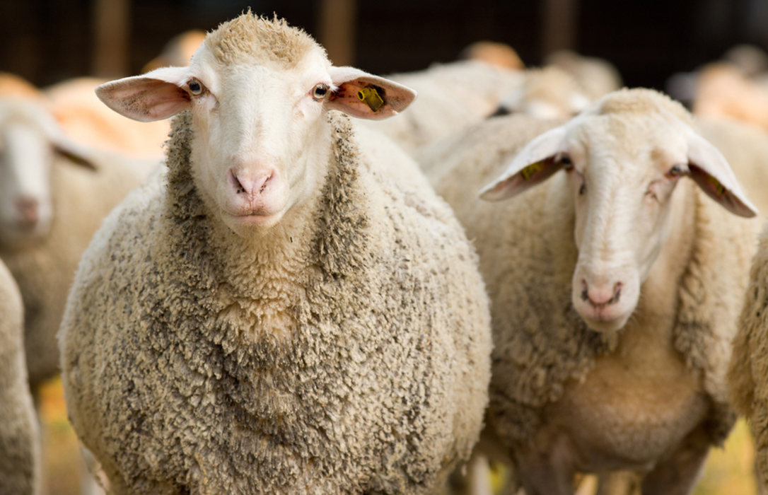 Navarra dará una ayuda especial de 3 € por oveja o cabra para el sector ovino y caprino de forma automática
