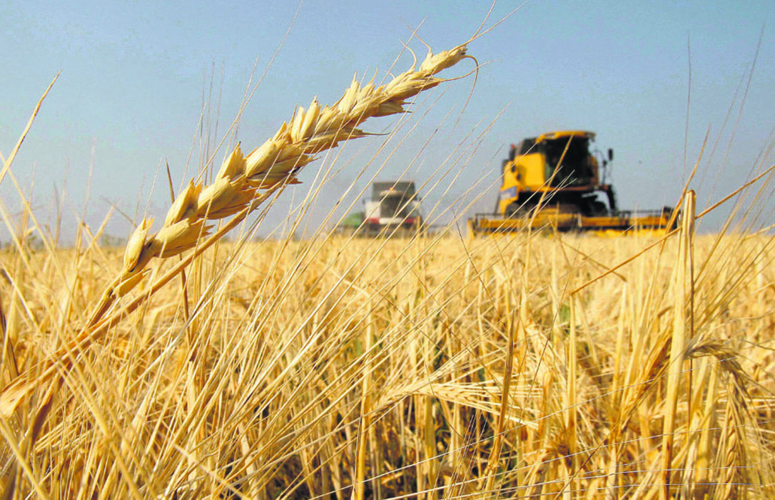 La caída de los precios de los cereales arrastra ahora al trigo duro, que ha perdido más de 13 euros en un mes