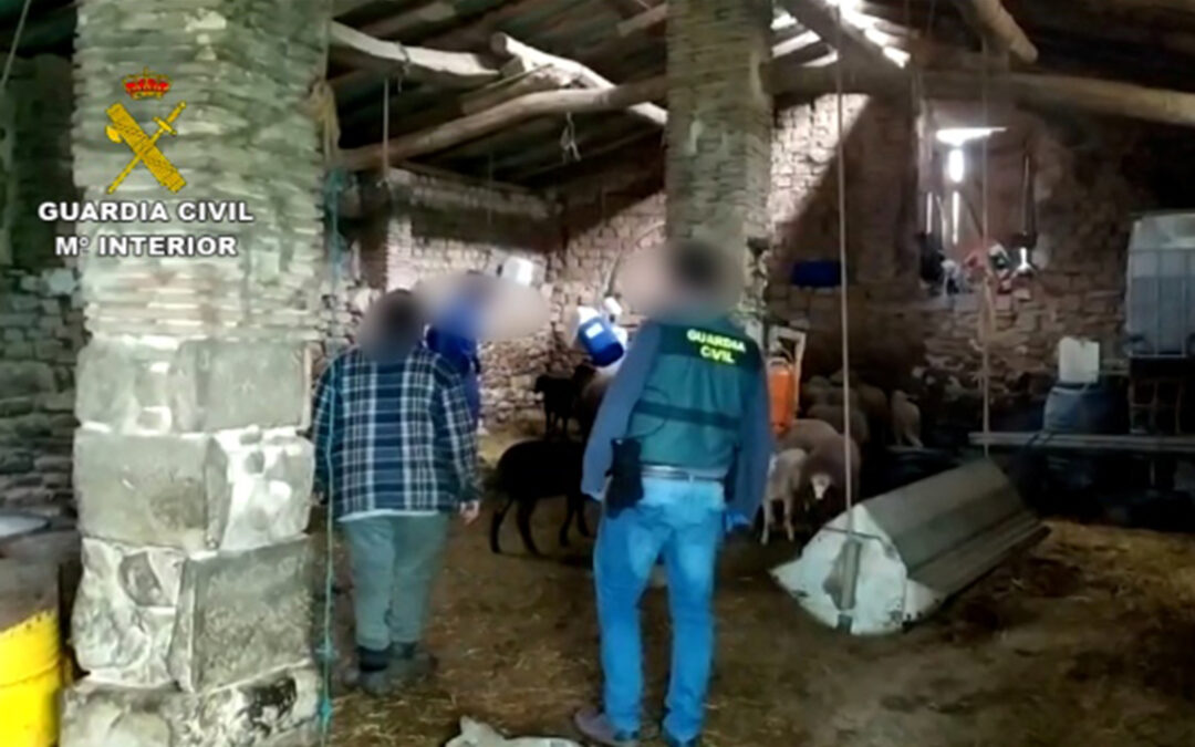 La Guardia Civil recupera en Navarra 67 animales robados a ganaderos de La Rioja y Álava