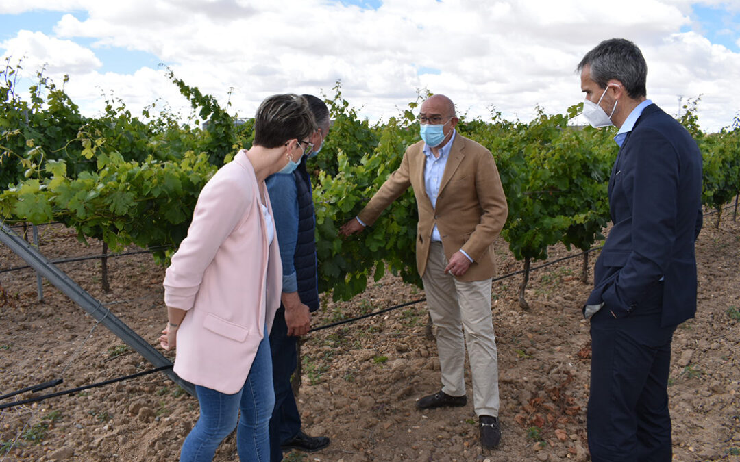 Castilla y León anima al sector a apostar por la cosecha en verde si no ven una posiblidad de colocar la uva