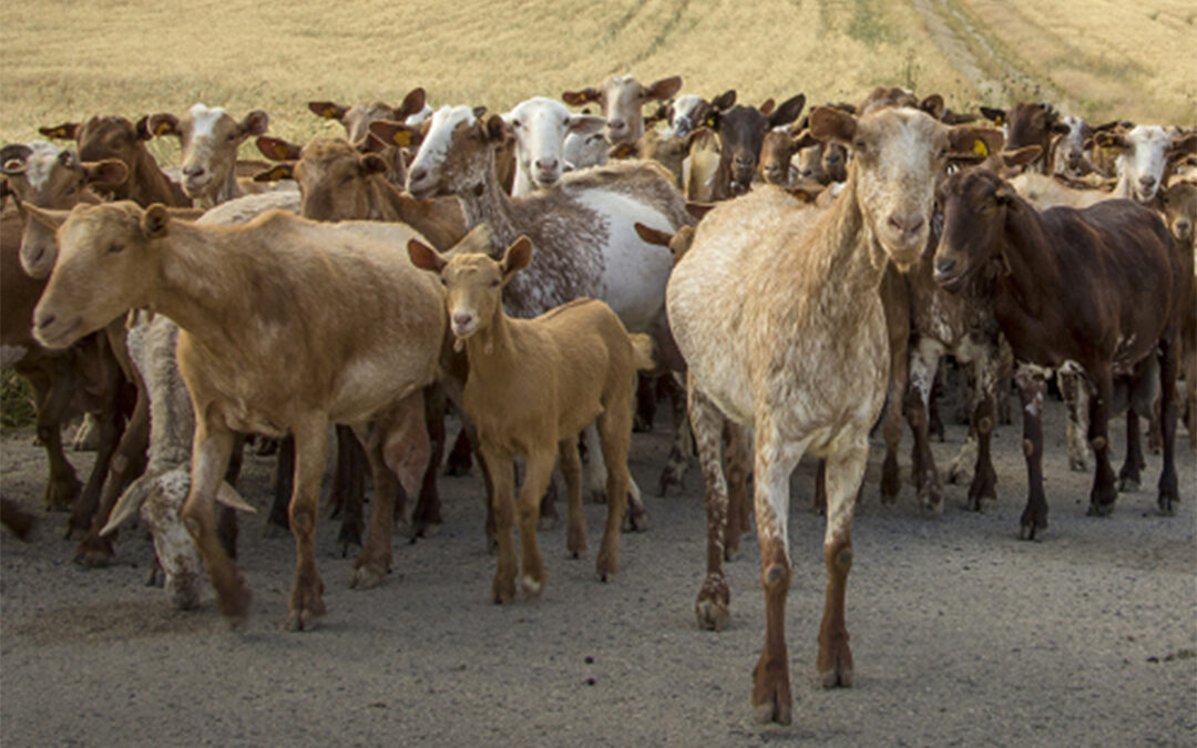 La Conferencia Sectorial de Agricultura cierra el reparto de los 10 millones en ayudas al ovino y caprino