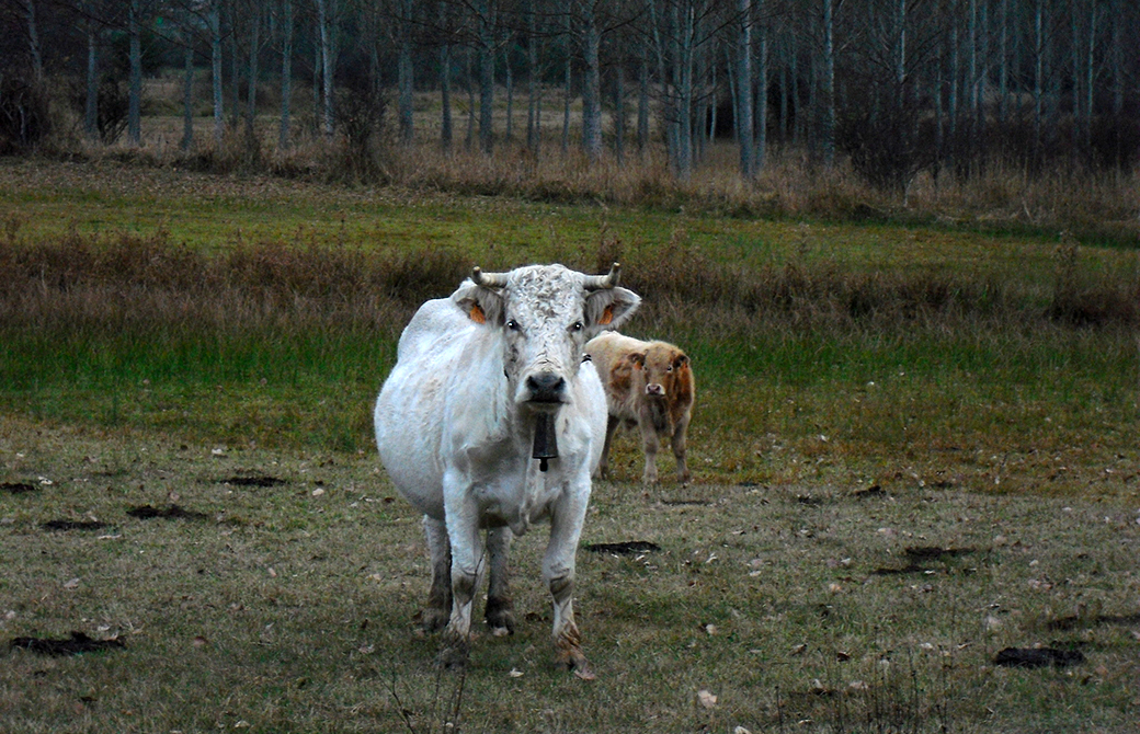 El 98% de los municipios de Castilla y León tienen todos sus cebaderos con libertad de movimientos en relación al ganado bovino