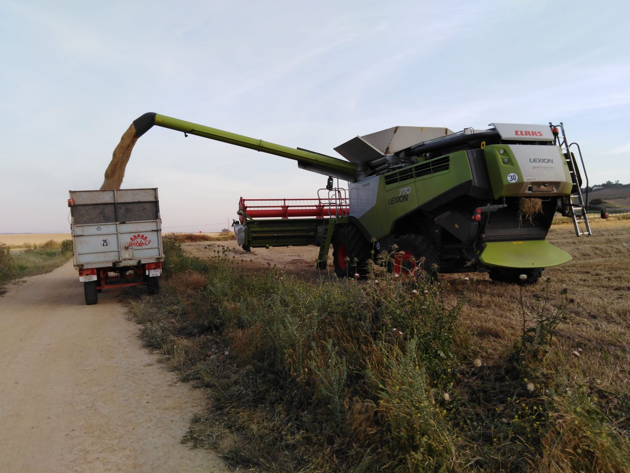 La campaña andaluza de cereales apuesta este año más por el trigo duro que por el blando
