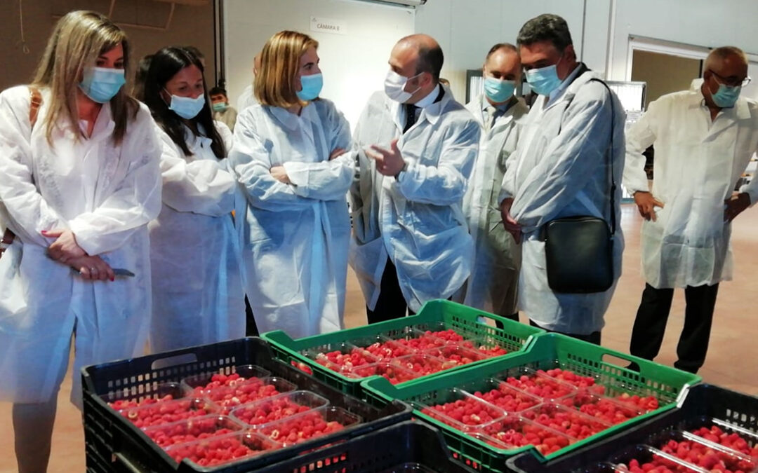 Cooperativas pide a la Junta andaluza que medie para asegurar la mano obra en las campañas agrícolas