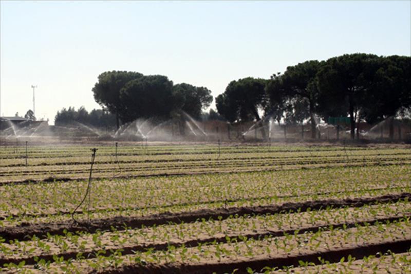 La CH Guadalquivir legalizará los derechos de agua de más de 1.600 hectáreas en la Corona Norte de Doñana