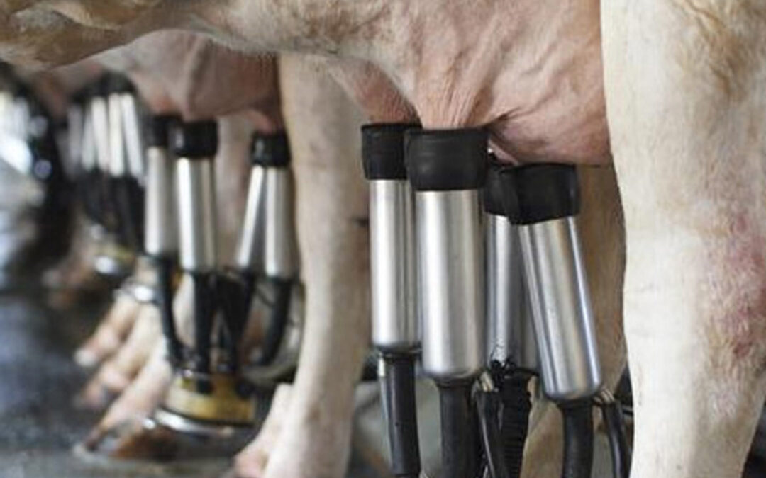 Un millar de denuncias de ganaderos contra el cártel de la leche que deberá esperar a que la Audiencia Nacional se posicione
