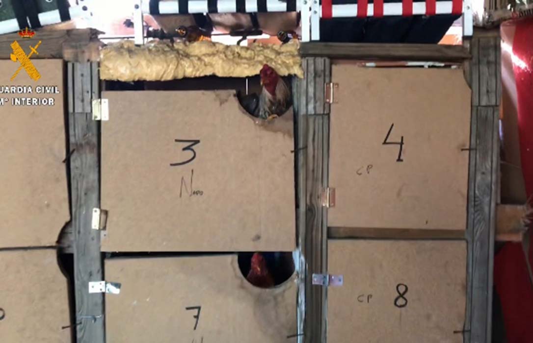 La Guardia Civil detiene e investiga a 40 personas por la celebración de peleas clandestinas de gallos