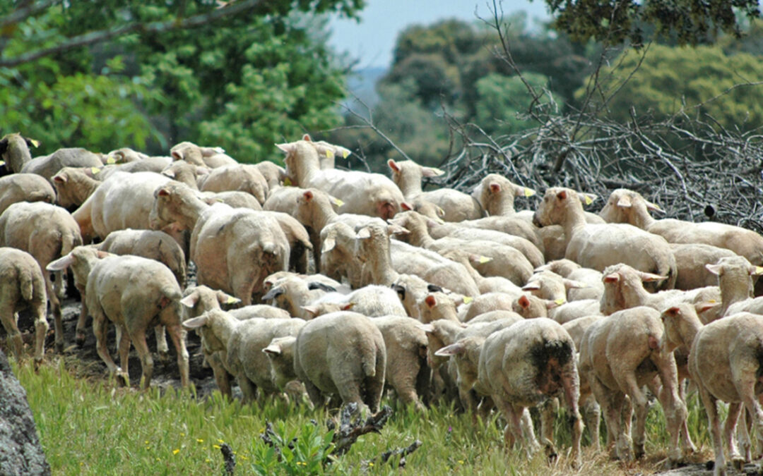 La factura del Covid: Los ganaderos extremeños han perdido ya más de 50 millones de euros