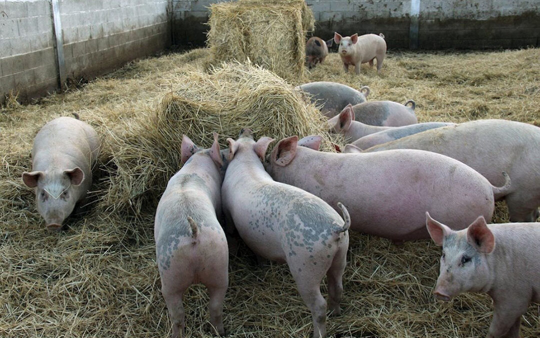 La patronal cárnica no oculta su preocupación por la alta concentración de exportaciones de porcino español a China