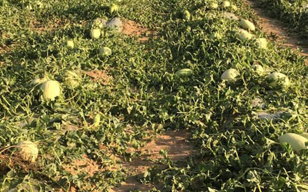 El granizo caído esta semana causó 6 millones pérdidas en Murcia, en su mayoría en cultivos de melón