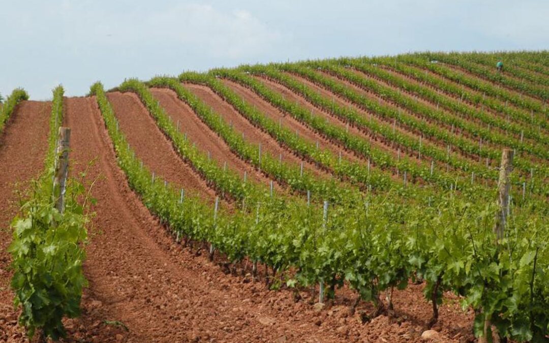 La Rioja solo da plazo una semana para que los viticultores concreten la cosecha en verde, el almacenamiento y la destilación