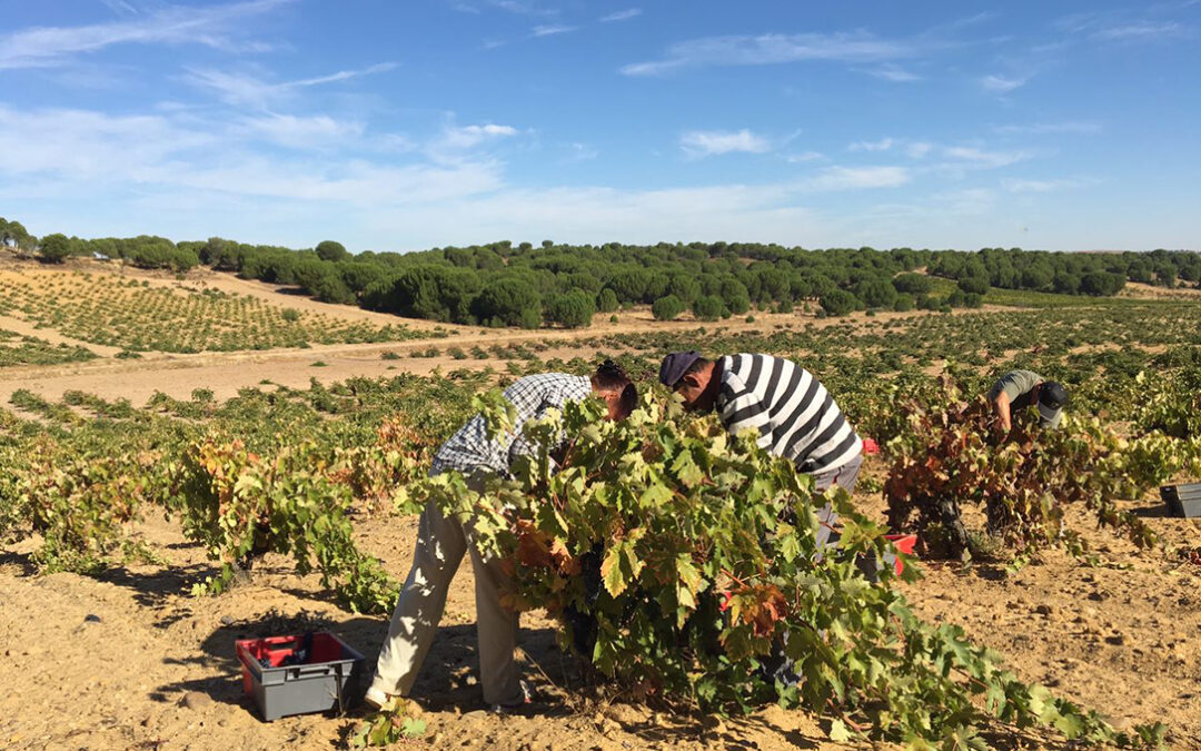Los ingresos para el viticultor por la vendimia en verde comienzan a provocar diferencias en las distintas zonas de producción