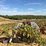 Los ingresos para el viticultor por la vendimia en verde comienzan a provocar diferencias en las distintas zonas de producción