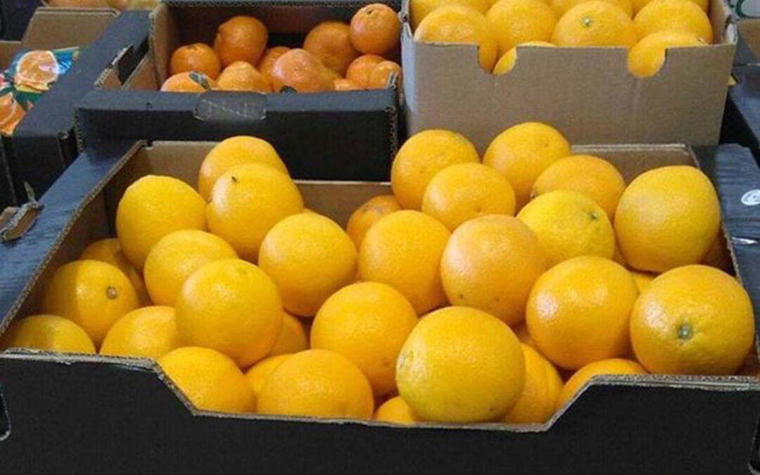 El precio del limón español cae un 55% en quince días por culpa de la entrada masiva del limón de Sudáfrica y Argentina