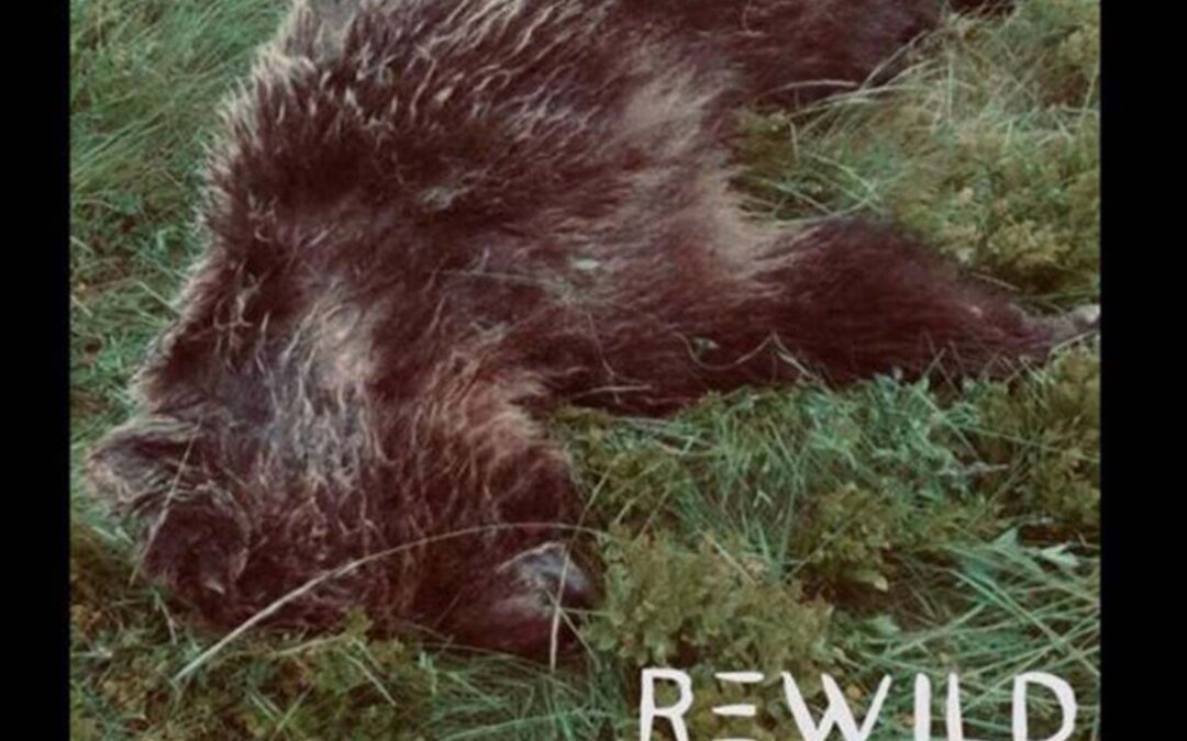 Una ONG ofrece 10.000 euros de recompensa para encontrar al asesino de un oso pardo en los Pirineos