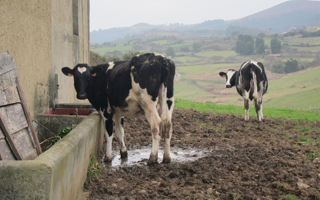 Una sentencia judicial a favor de una macro-granja pone en peligro el futuro de las pequeñas explotaciones lácteas