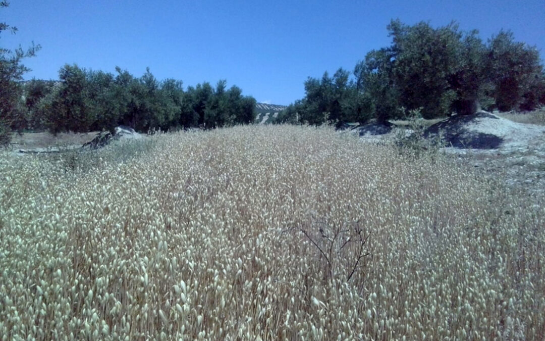 La siembra de avena en las calles del olivar aumenta la rentabilidad, con 3.000 kg por hectárea, y disminuye la erosión