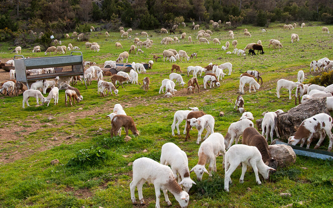 Los ganaderos de ovino y caprino cobrarán el tope de ayudas tras rectificar la Consejería en Castilla y León