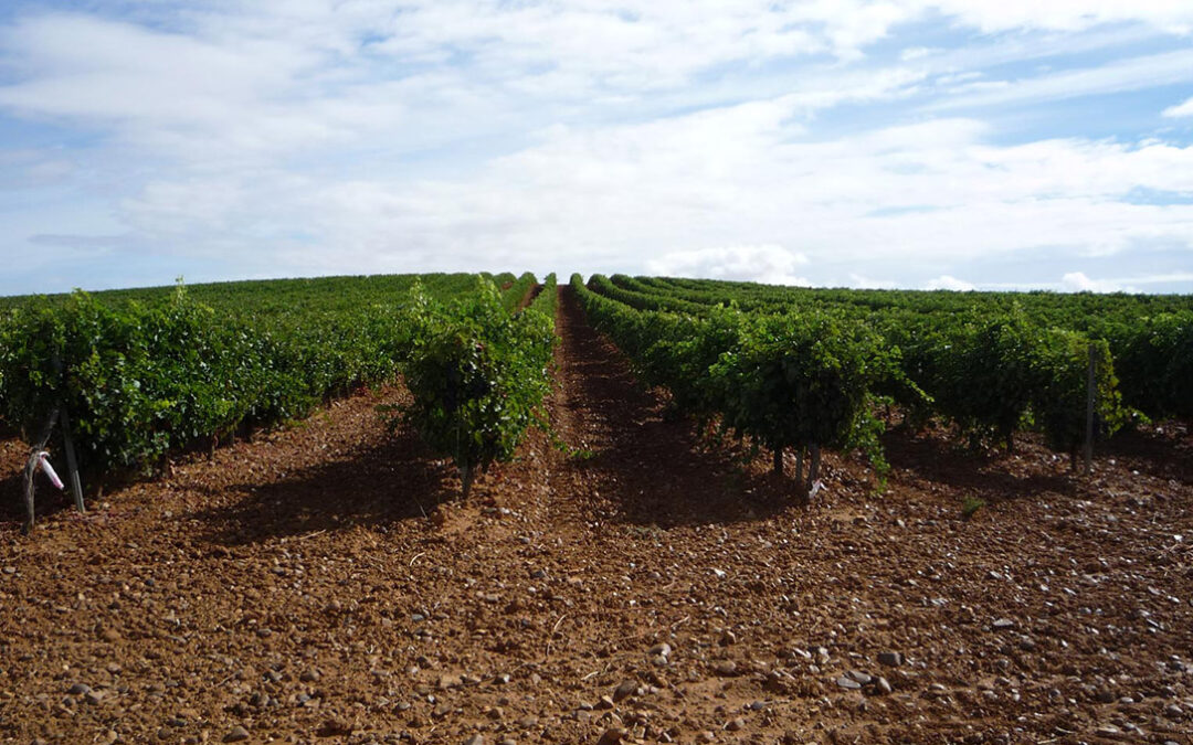 Trabas administrativas insalvables dejan solo de forma testimonial las solicitudes del pequeño viticultor a la cosecha en verde