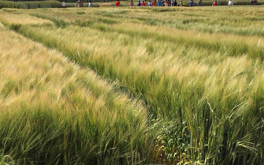 Cuatro agricultores, condenados a un año de prisión por el uso ilegal de semillas de trigo blando y cebada