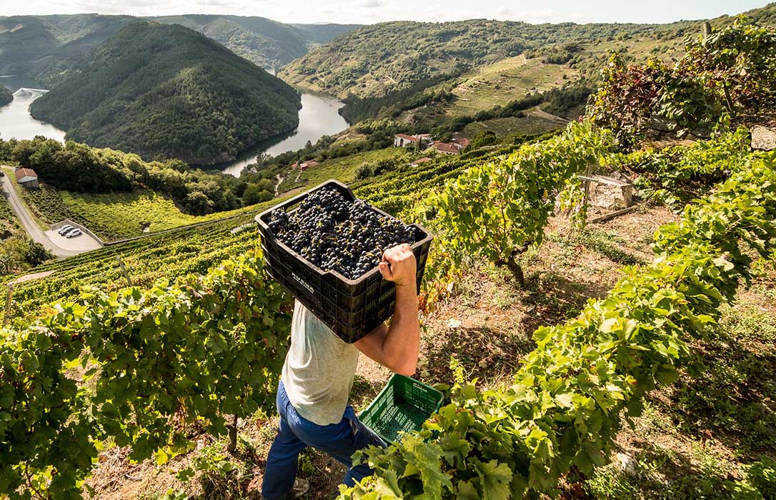 De la uva a la uva: Adegas Moure concluye un ambicioso proyecto de viticultura que aúna economía circular y agricultura sostenible