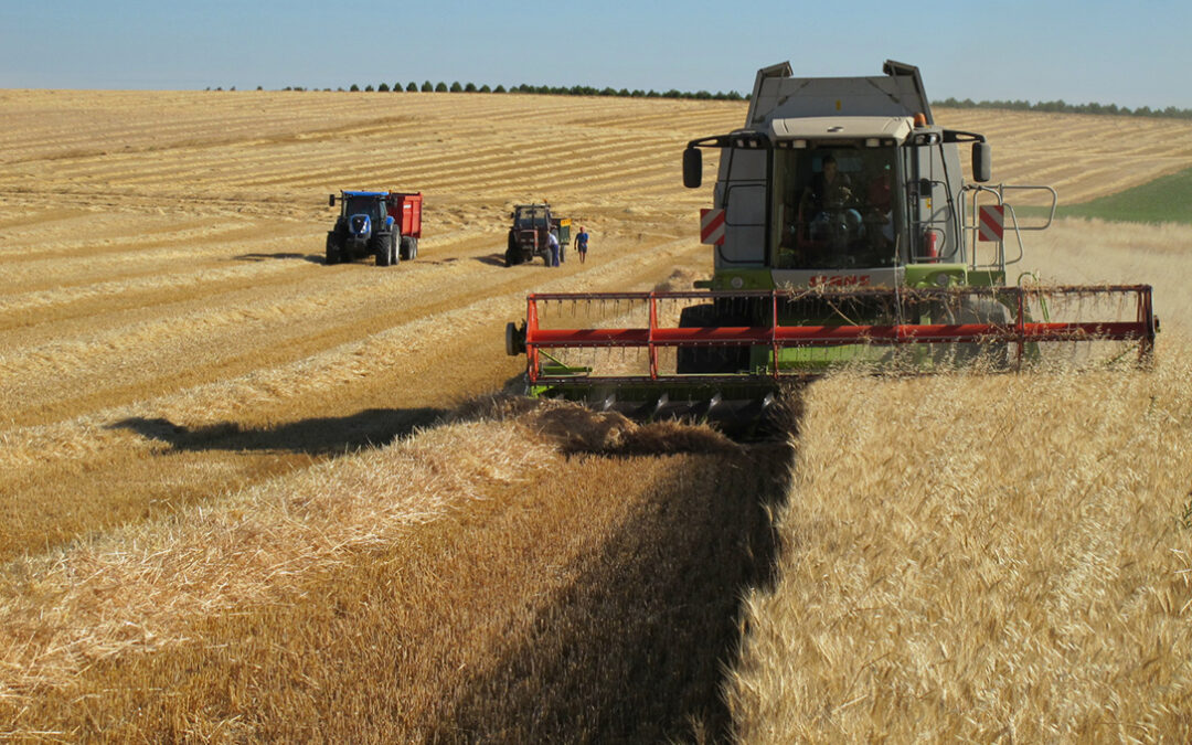 Nuevo mensaje al sector: Hay que ser prudentes y ‘franceses’ y partir de un precio de 185 euros la tonelada de trigo