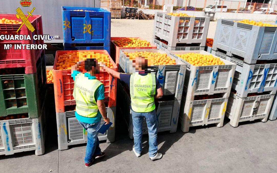 Un detenido y 45 más investigadas por hurto, apropiación indebida y falsedad documental de alrededor de 41.000 kg de naranjas
