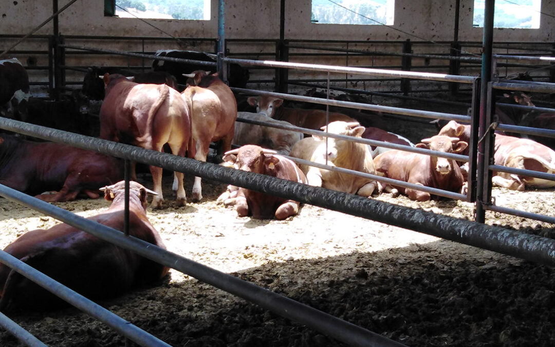 El Gobierno aclara que los derechos de los animales en la ley de bienestar y protección no afectará a la ganadería