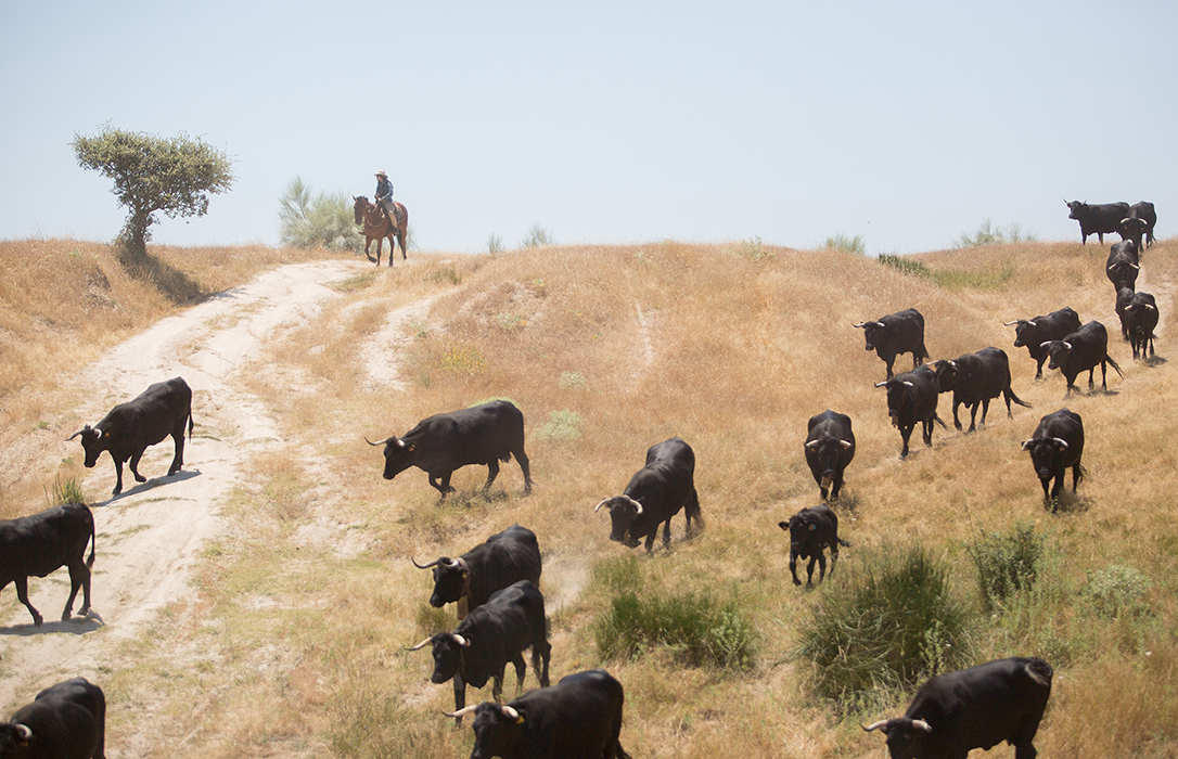 Los nuevos ganadores del Concurso Fotográfico de la Trashumancia 2020