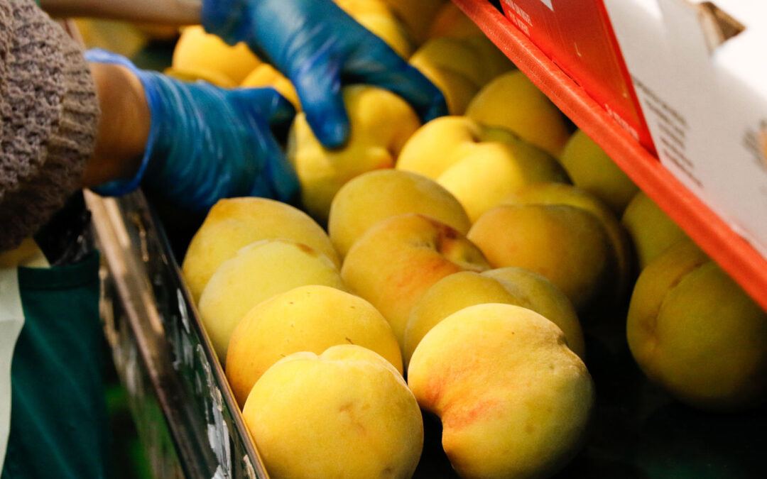 Nuevas denuncias provocan la apertura de expedientes sancionadores a 3 empresas murcianas de la fruta