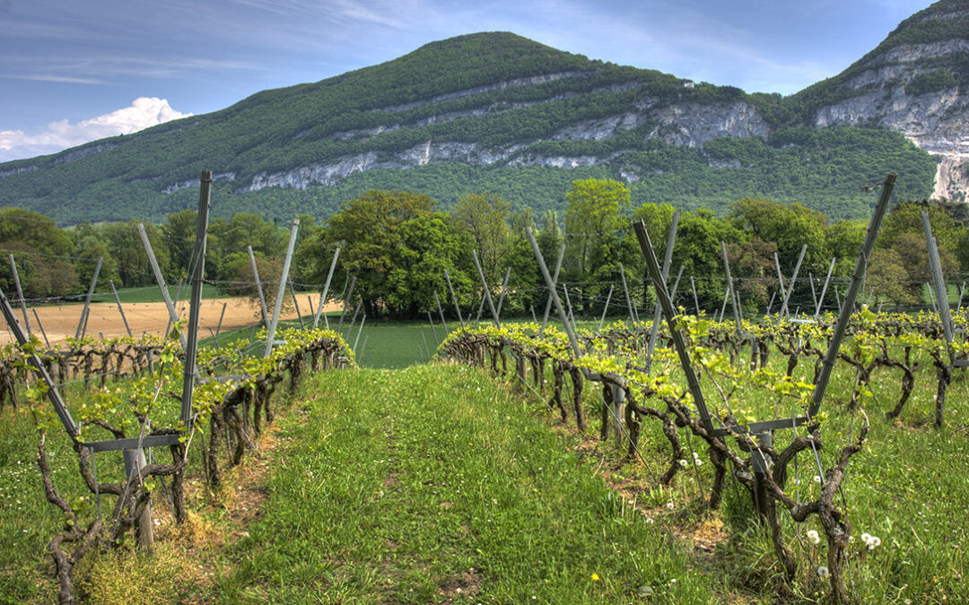 El Ministerio de Agricultura distribuye las autorizaciones para las nuevas plantaciones de viñedo en 2020 para 4.750 nuevas hectáreas