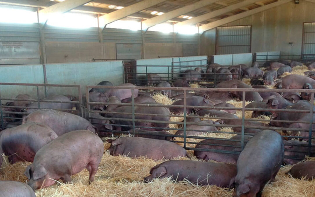 El Gobierno aprueba las ayudas por valor de 10 millones de euros para el porcino ibérico con un pago de 40 euros por animal