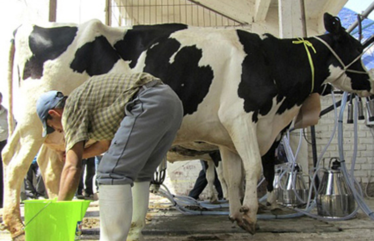 Cantabria aboga por subir el precio de la leche al consumidor para que los ganaderos reciban lo suficiente