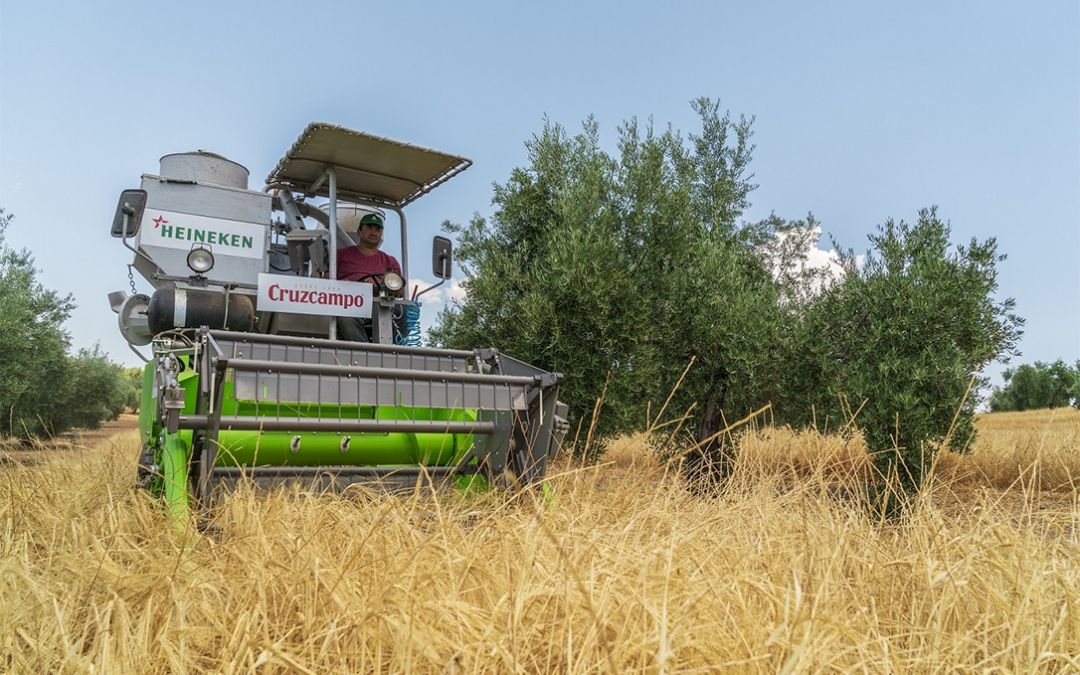 Finaliza la cuarta cosecha de cebada cervecera entre olivos para el cuidado del medioambiente y con nuevas técnicas agrícolas