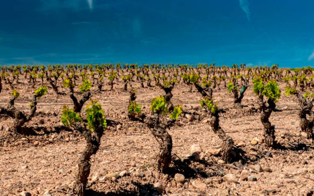 La Rioja apoyará la compra de uva de los viticultores con 112 millones de euros en préstamos para las bodegas