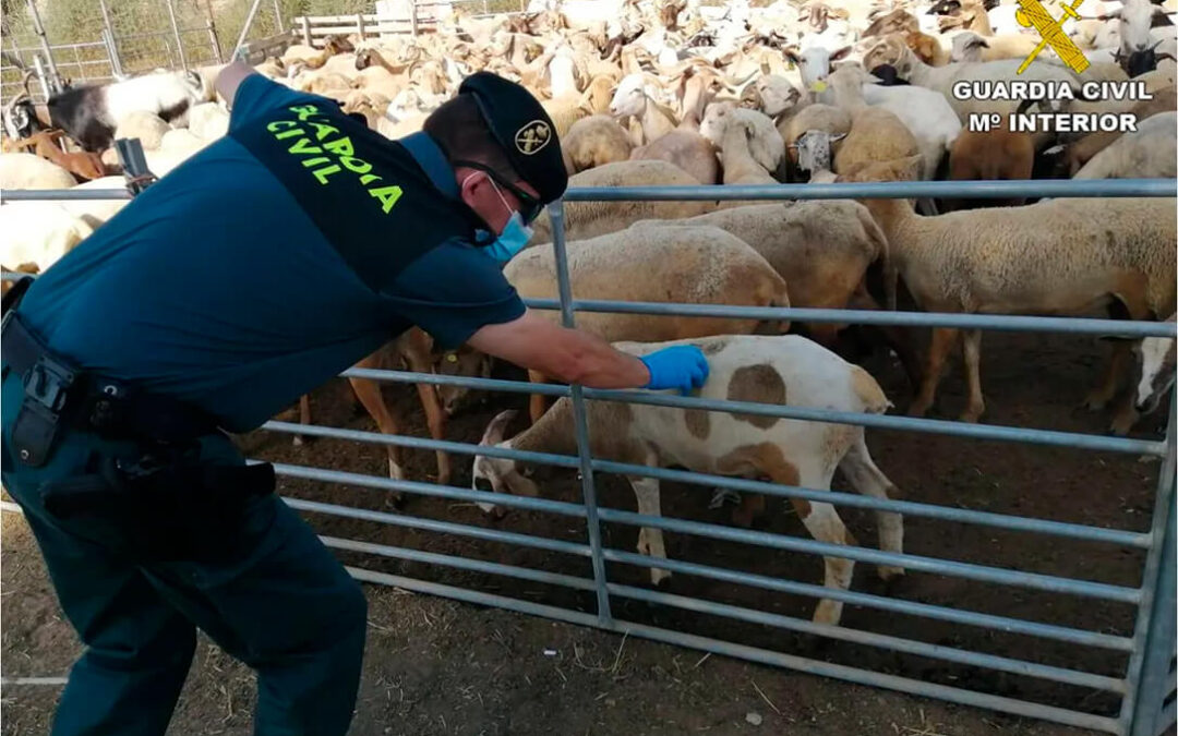 Investigan el origen de unos 200 corderos sin control en una explotación ganadera para evitar que deban ser sacrificados