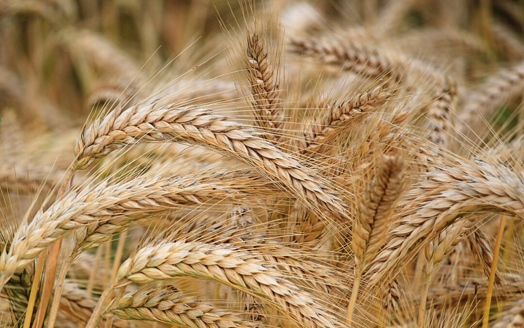 Cuando empieza a subir el precio del trigo, las últimas lluvias dejan sin cotizarlo en la lonja de León