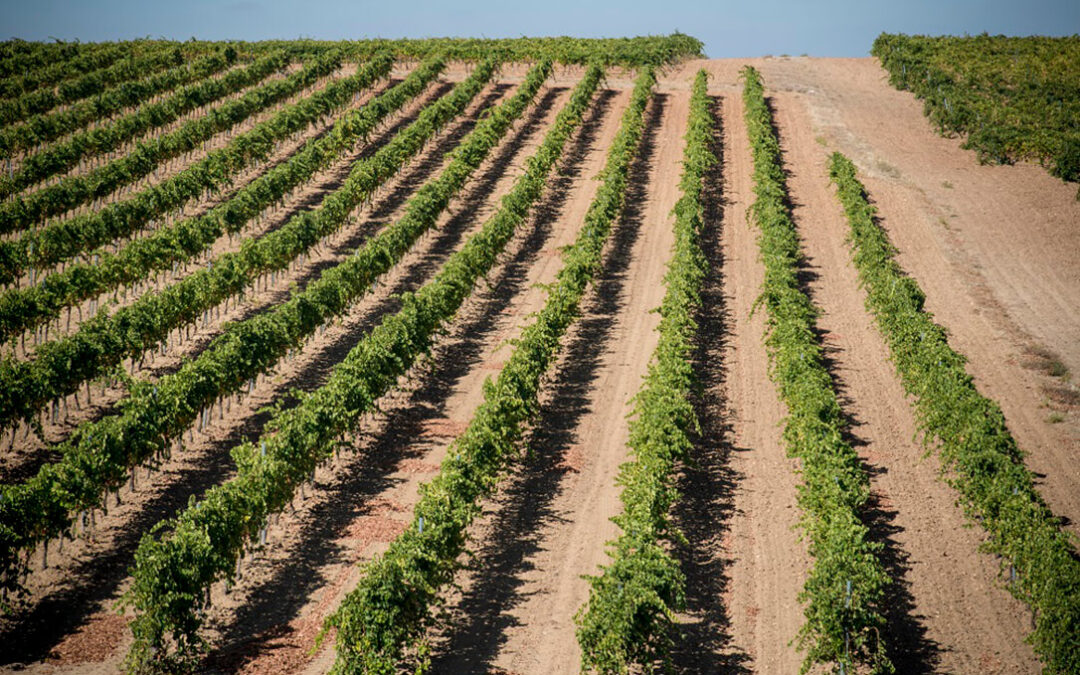 Nace #VitresCuatroRayas, para concienciar y optimizar la aplicación de fitosanitarios en la viticultura