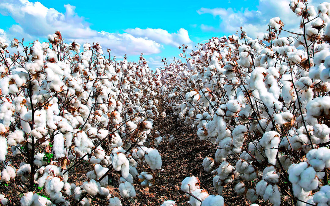 Rivet® 24EC el defoliante para el algodón de FMC para dar el mejor final y la mejor cosecha