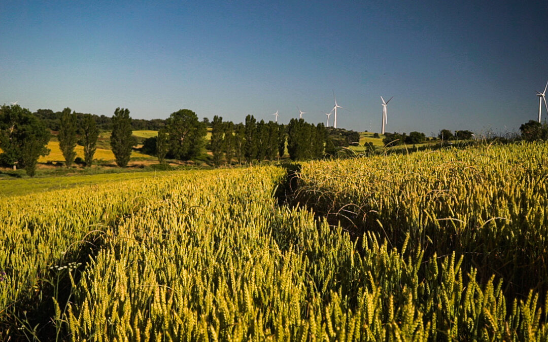 Innovatrigo presenta los exitosos resultados finales del proyecto para la producción de trigo sostenible en España