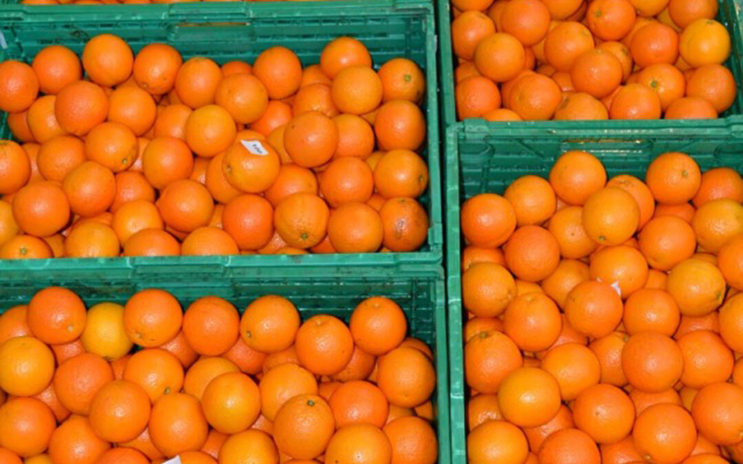 Alertan de la llegada de un barco con 2.500 toneladas de naranjas argentinas en plena polémica por la presencia de plagas