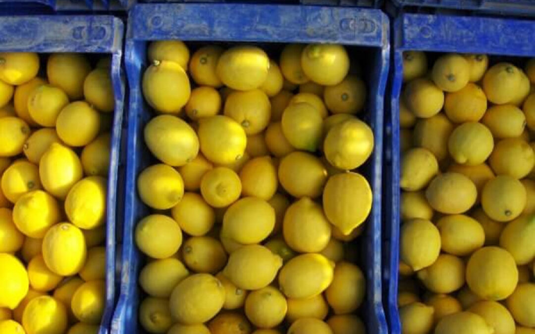 Alertan de 30 interceptaciones de Mancha Negra y dos de Cancrosis detectadas en puertos de la UE en limones procedentes de Argentina