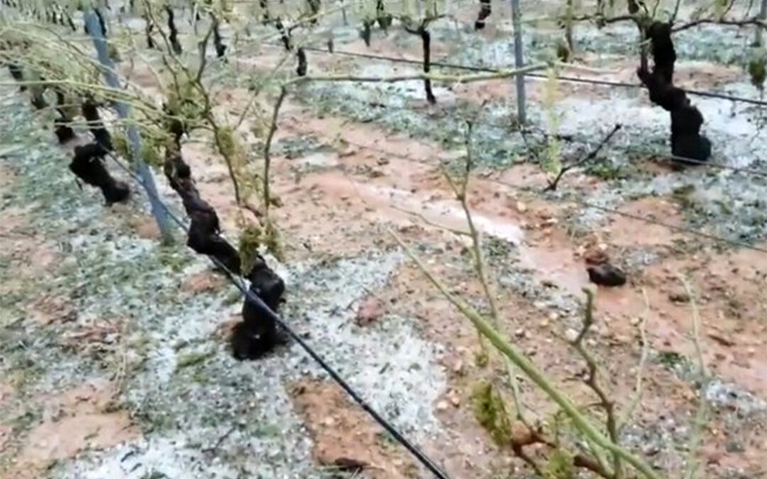 La peor tormenta de pedrisco de los últimos 30 años en Utiel-Requena afecta a 30.000 hectáreas con unas pérdidas de 30 millones