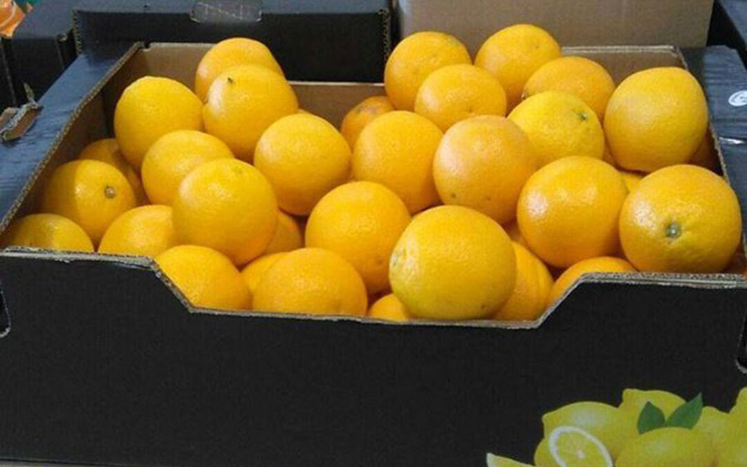 El primer preaforo de limón para la próxima campaña 2020/2021 prevé una producción en España de 1.250.000 toneladas