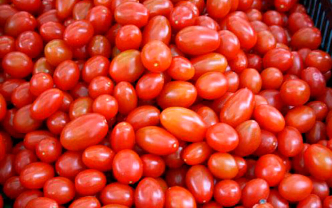 El fuerte calor pasa factura y reducirá la producción de tomate en el inicio de la cosecha extremeña
