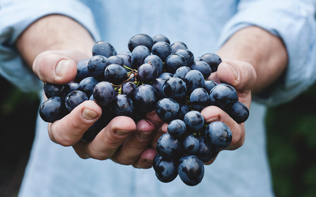 Identifican los compuestos del vino responsables de sus propiedades saludables