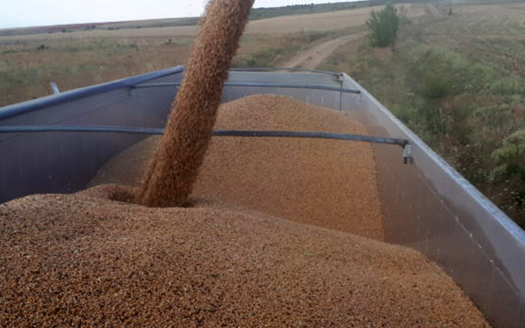 Las subidas internacionales se trasladan a los precios de los cereales españoles, que viven una semana de aumento generalizado