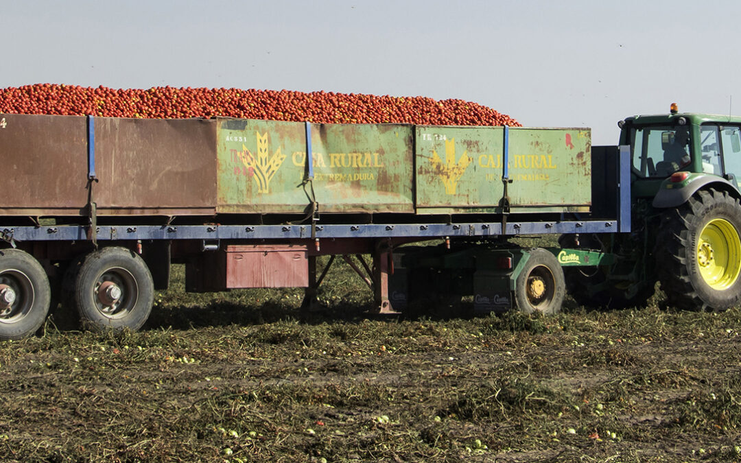 Piden la colaboración de todos para un transporte de tomate “seguro” en esta campaña