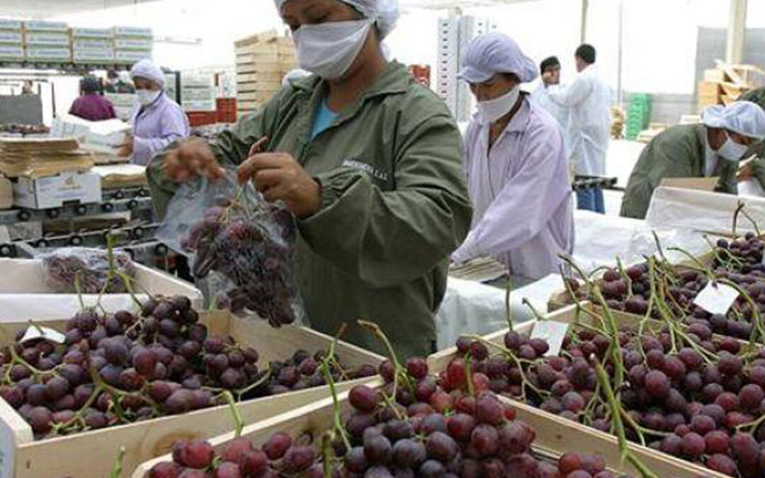 Murcia inicia los primeros envíos de uva de mesa a Vietnam, que se mantendrán durante esta campaña de 2020