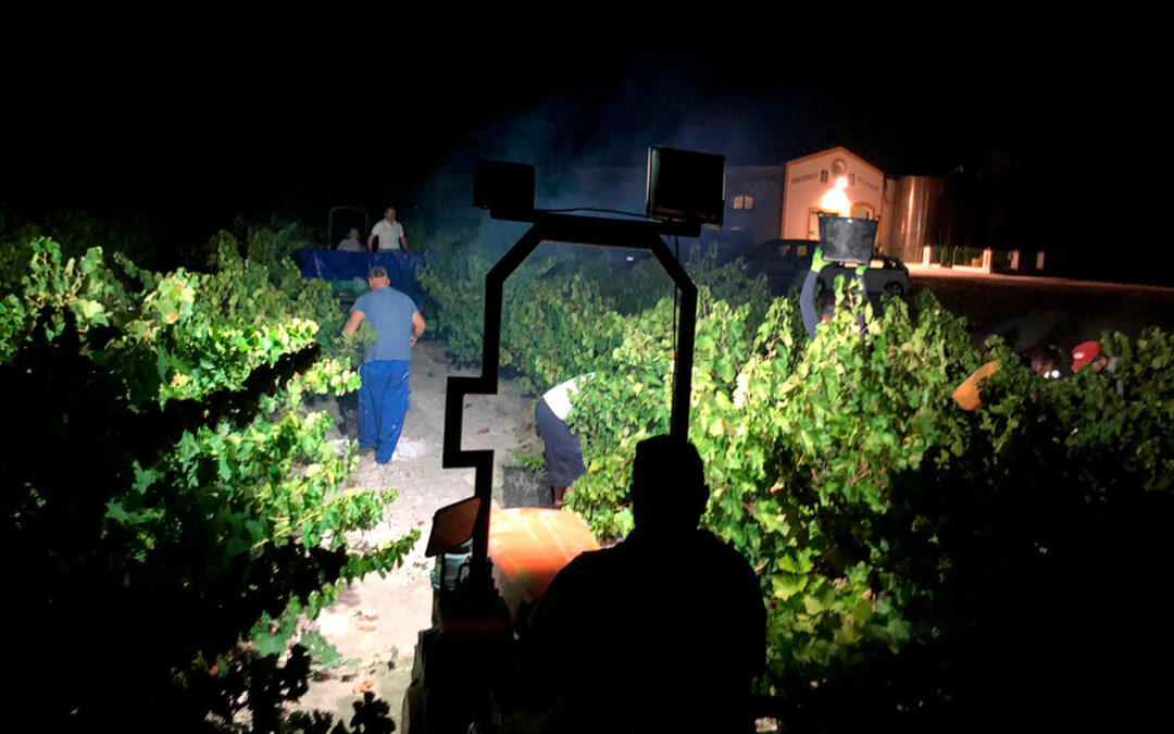 Bodegas El Monte inicia una vendimia nocturna histórica para elaborar un nuevo vino: Montealbero. Un 100% de Pedro Ximénez